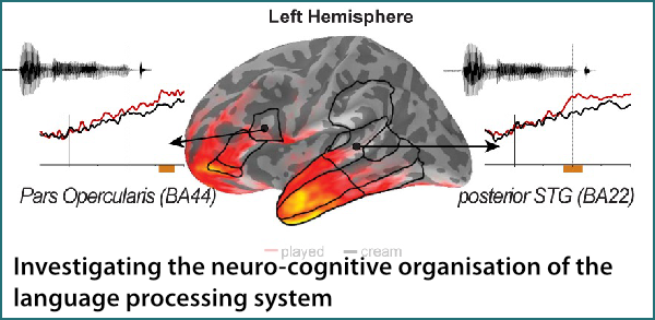 neuro-cognitive